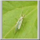 Culicidae sp - Stechmuecke 01a.jpg